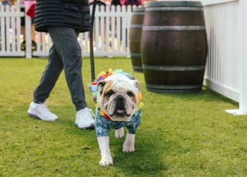 Responsible dog ownership